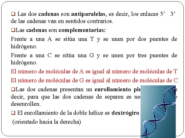 q Las dos cadenas son antiparalelas, es decir, los enlaces 5’ 3’ de las