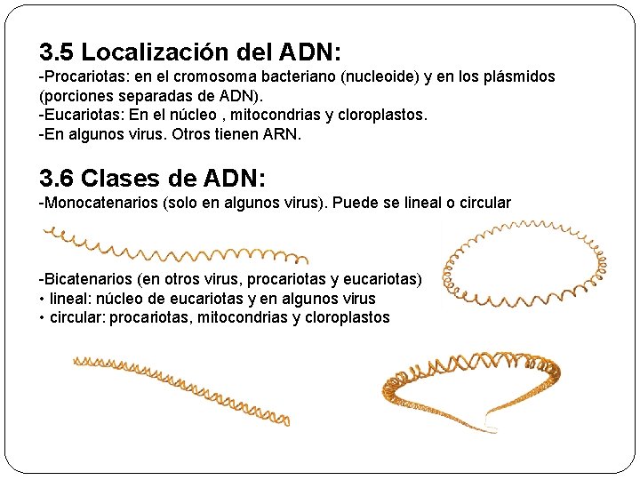3. 5 Localización del ADN: -Procariotas: en el cromosoma bacteriano (nucleoide) y en los