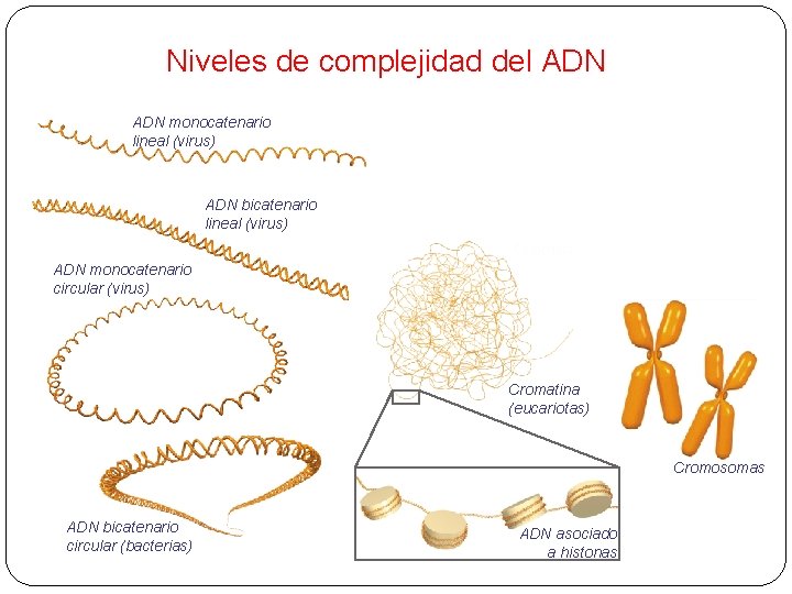 Niveles de complejidad del ADN monocatenario lineal (virus) ADN bicatenario lineal (virus) ADN monocatenario