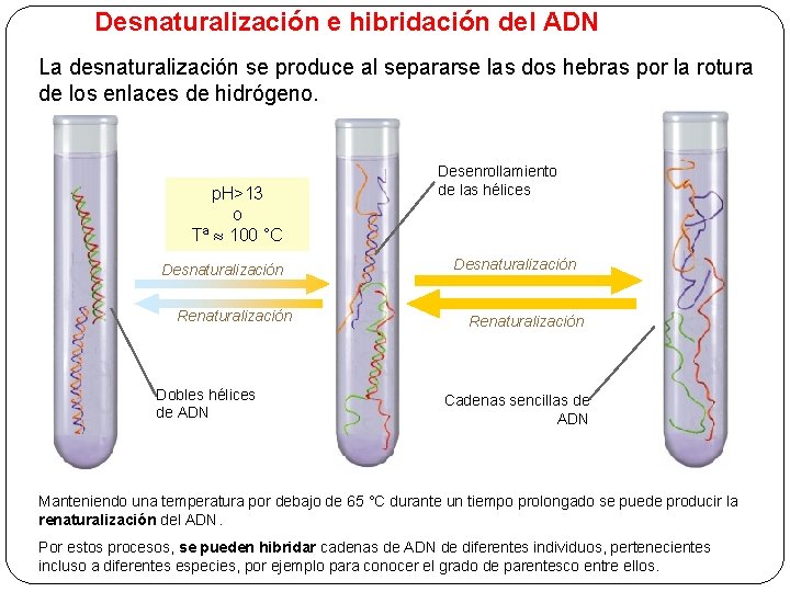 Desnaturalización e hibridación del ADN La desnaturalización se produce al separarse las dos hebras