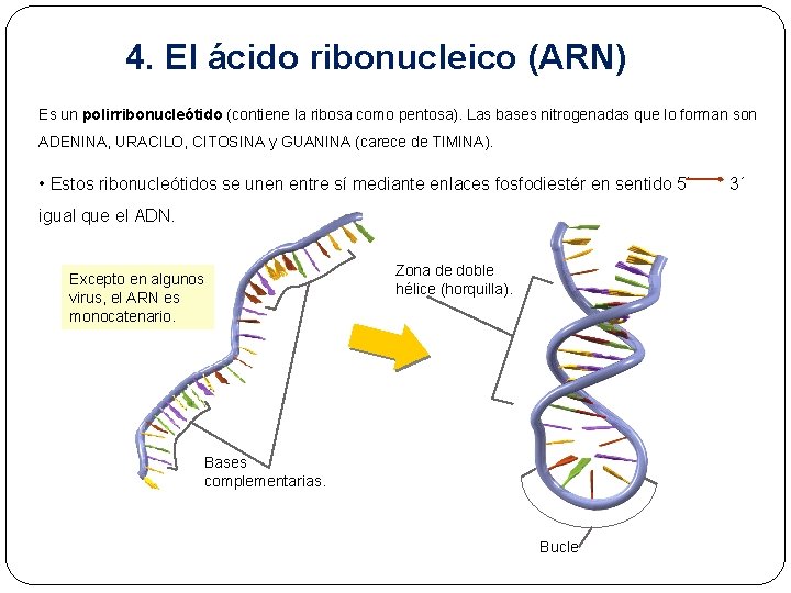 4. El ácido ribonucleico (ARN) Es un polirribonucleótido (contiene la ribosa como pentosa). Las