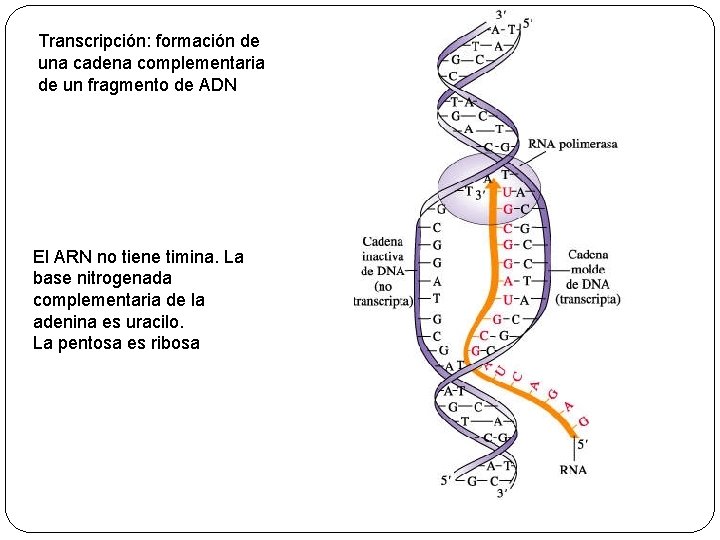 Transcripción: formación de una cadena complementaria de un fragmento de ADN El ARN no