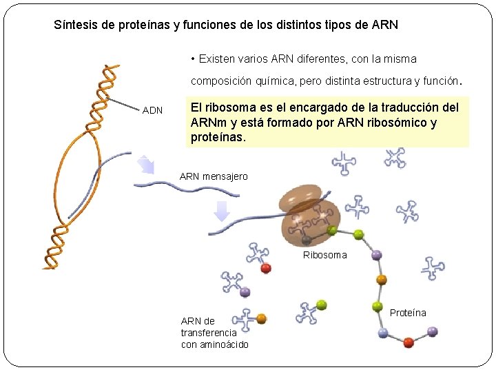 Síntesis de proteínas y funciones de los distintos tipos de ARN • Existen varios