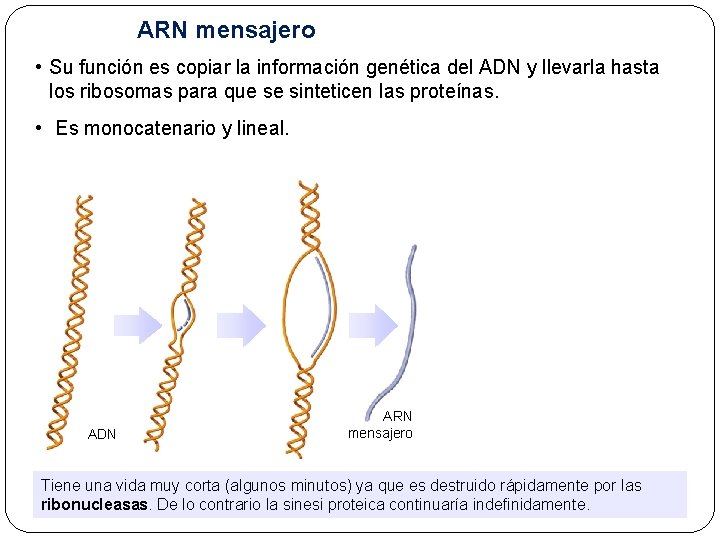 ARN mensajero • Su función es copiar la información genética del ADN y llevarla