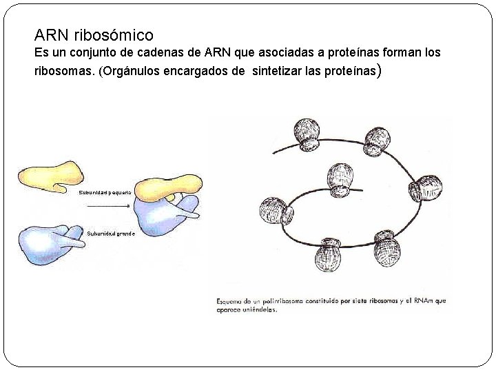 ARN ribosómico Es un conjunto de cadenas de ARN que asociadas a proteínas forman