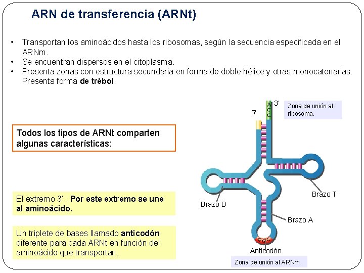 ARN de transferencia (ARNt) • • • Transportan los aminoácidos hasta los ribosomas, según