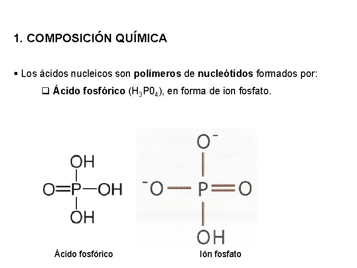 1. COMPOSICIÓN QUÍMICA § Los ácidos nucleicos son polímeros de nucleótidos formados por: q
