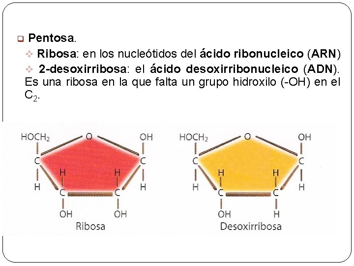 Pentosa. v Ribosa: en los nucleótidos del ácido ribonucleico (ARN) v 2 -desoxirribosa: el