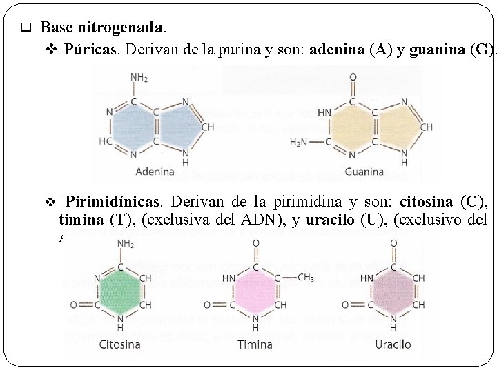 q Base nitrogenada. v Púricas. Derivan de la purina y son: adenina (A) y