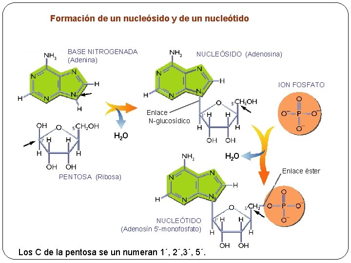 Formación de un nucleósido y de un nucleótido BASE NITROGENADA (Adenina) NUCLEÓSIDO (Adenosina) ION
