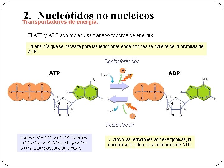 2. Nucleótidos no nucleicos Transportadores de energía. El ATP y ADP son moléculas transportadoras