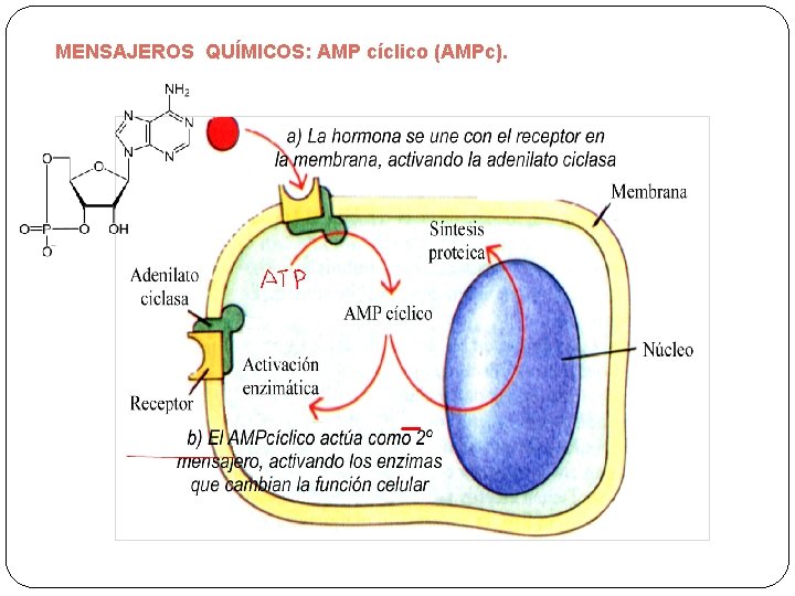MENSAJEROS QUÍMICOS: AMP cíclico (AMPc). 