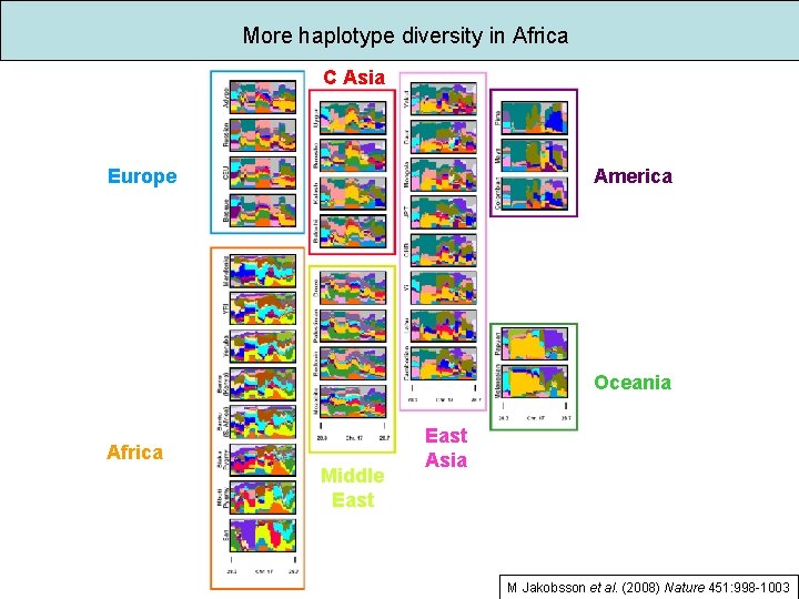 Example Human Haplotype Haplotypes and imputed genotypes in diverse human populations