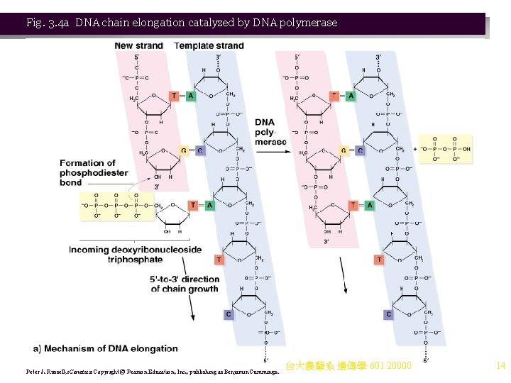 Fig. 3. 4 a DNA chain elongation catalyzed by DNA polymerase Peter J. Russell, Fig. 3. 4 a DNA chain elongation catalyzed by DNA polymerase Peter J. Russell,