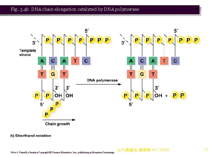 Fig. 3. 4 b DNA chain elongation catalyzed by DNA polymerase Peter J. Russell, Fig. 3. 4 b DNA chain elongation catalyzed by DNA polymerase Peter J. Russell,