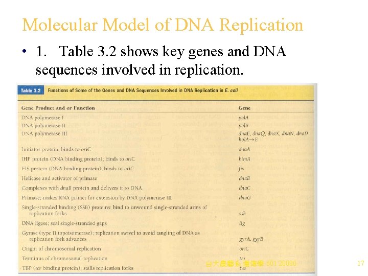 Molecular Model of DNA Replication • 1. Table 3. 2 shows key genes and Molecular Model of DNA Replication • 1. Table 3. 2 shows key genes and
