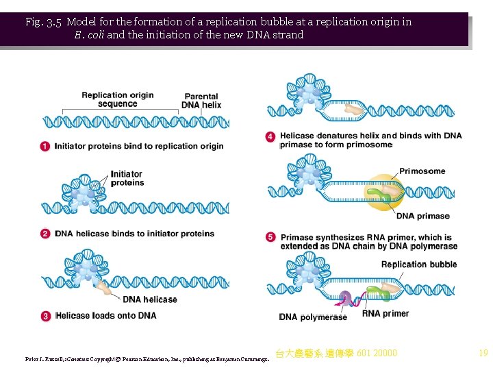 Fig. 3. 5 Model for the formation of a replication bubble at a replication Fig. 3. 5 Model for the formation of a replication bubble at a replication
