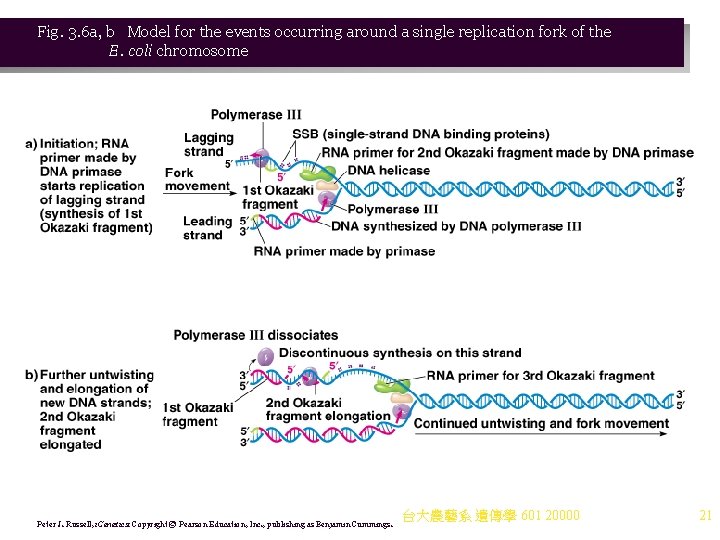 Fig. 3. 6 a, b Model for the events occurring around a single replication Fig. 3. 6 a, b Model for the events occurring around a single replication