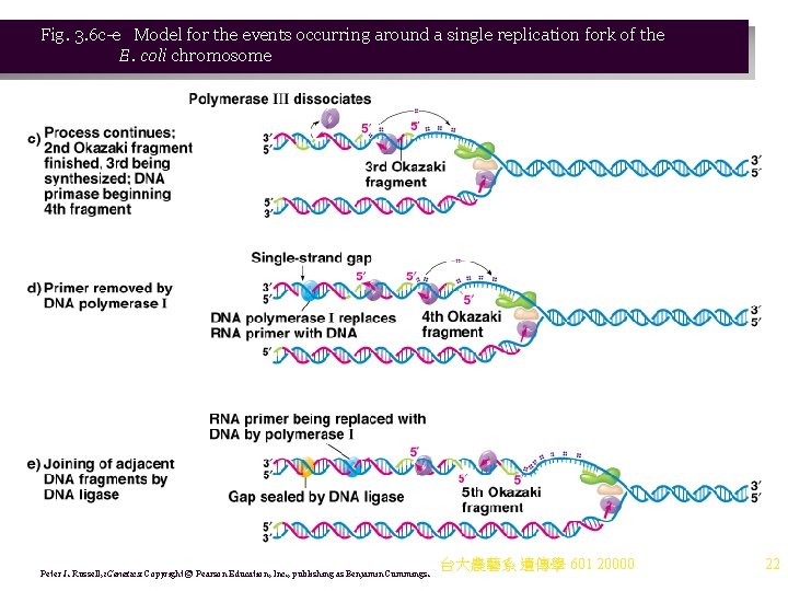 Fig. 3. 6 c-e Model for the events occurring around a single replication fork Fig. 3. 6 c-e Model for the events occurring around a single replication fork