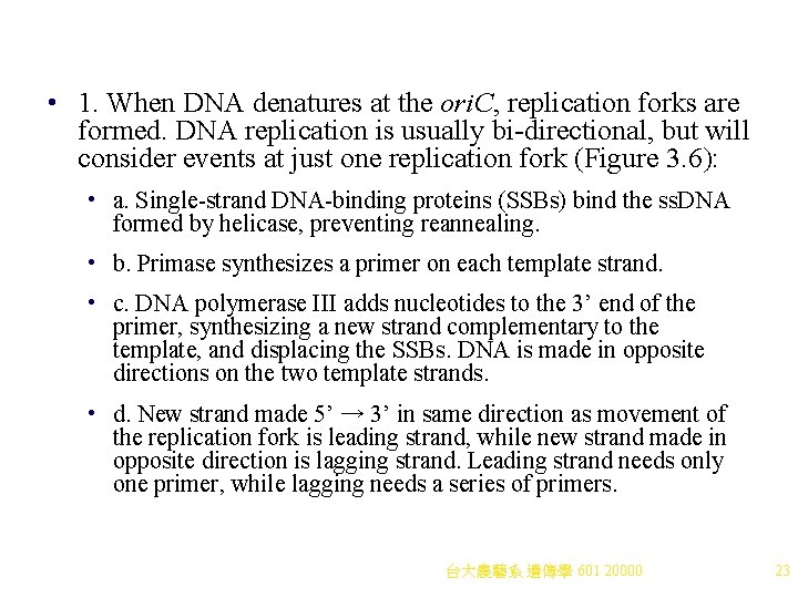 • 1. When DNA denatures at the ori. C, replication forks are formed. • 1. When DNA denatures at the ori. C, replication forks are formed.