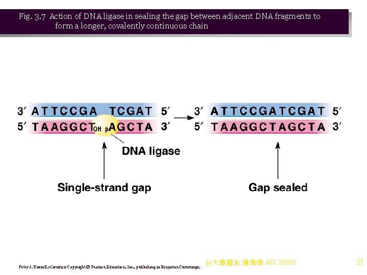 Fig. 3. 7 Action of DNA ligase in sealing the gap between adjacent DNA Fig. 3. 7 Action of DNA ligase in sealing the gap between adjacent DNA