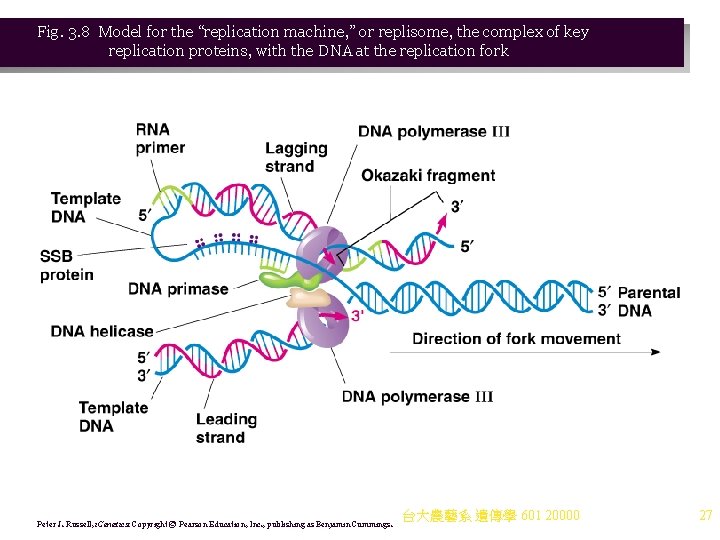 Fig. 3. 8 Model for the “replication machine, ” or replisome, the complex of Fig. 3. 8 Model for the “replication machine, ” or replisome, the complex of
