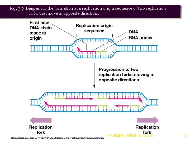 Fig. 3. 9 Diagram of the formation at a replication origin sequence of two Fig. 3. 9 Diagram of the formation at a replication origin sequence of two