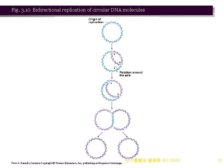 Fig. 3. 10 Bidirectional replication of circular DNA molecules Peter J. Russell, i. Genetics: Fig. 3. 10 Bidirectional replication of circular DNA molecules Peter J. Russell, i. Genetics: