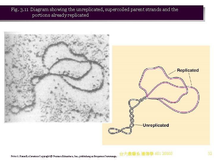 Fig. 3. 11 Diagram showing the unreplicated, supercoiled parent strands and the portions already Fig. 3. 11 Diagram showing the unreplicated, supercoiled parent strands and the portions already
