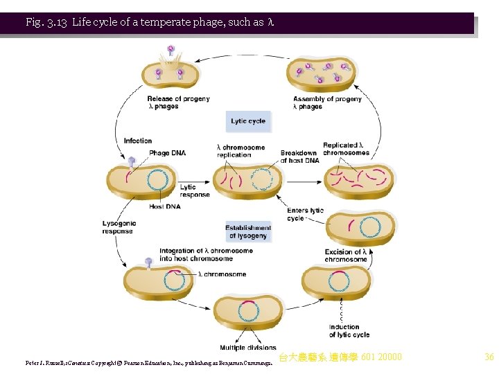 Fig. 3. 13 Life cycle of a temperate phage, such as Peter J. Russell, Fig. 3. 13 Life cycle of a temperate phage, such as Peter J. Russell,