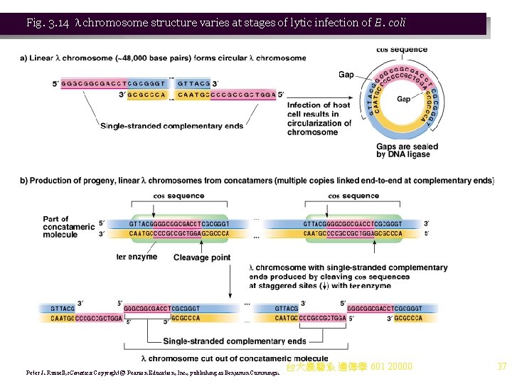Fig. 3. 14 chromosome structure varies at stages of lytic infection of E. coli Fig. 3. 14 chromosome structure varies at stages of lytic infection of E. coli