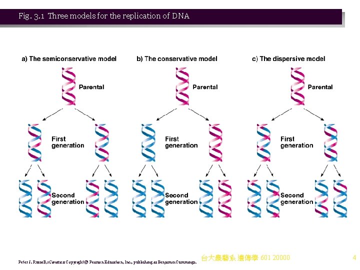 Fig. 3. 1 Three models for the replication of DNA Peter J. Russell, i. Fig. 3. 1 Three models for the replication of DNA Peter J. Russell, i.