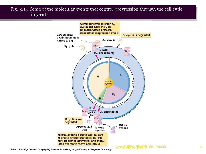 Fig. 3. 15 Some of the molecular events that control progression through the cell Fig. 3. 15 Some of the molecular events that control progression through the cell