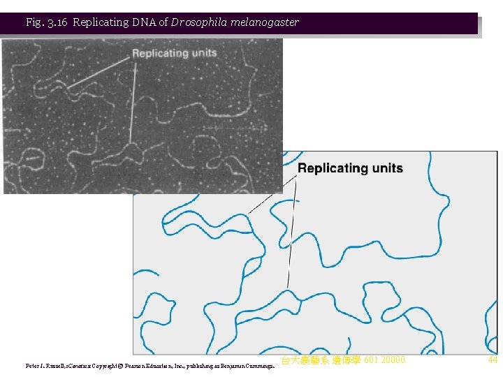 Fig. 3. 16 Replicating DNA of Drosophila melanogaster Peter J. Russell, i. Genetics: Copyright Fig. 3. 16 Replicating DNA of Drosophila melanogaster Peter J. Russell, i. Genetics: Copyright