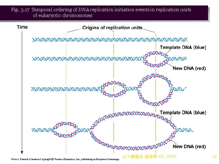 Fig. 3. 17 Temporal ordering of DNA replication initiation events in replication units of Fig. 3. 17 Temporal ordering of DNA replication initiation events in replication units of