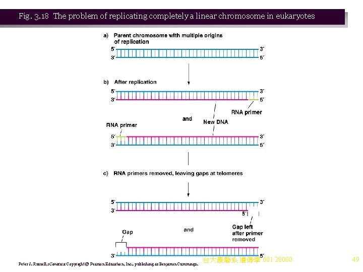 Fig. 3. 18 The problem of replicating completely a linear chromosome in eukaryotes Peter Fig. 3. 18 The problem of replicating completely a linear chromosome in eukaryotes Peter