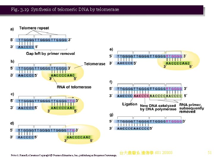 Fig. 3. 19 Synthesis of telomeric DNA by telomerase Peter J. Russell, i. Genetics: Fig. 3. 19 Synthesis of telomeric DNA by telomerase Peter J. Russell, i. Genetics: