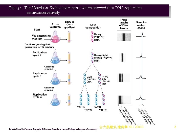 Fig. 3. 2 The Meselson-Stahl experiment, which showed that DNA replicates semiconservatively Peter J. Fig. 3. 2 The Meselson-Stahl experiment, which showed that DNA replicates semiconservatively Peter J.