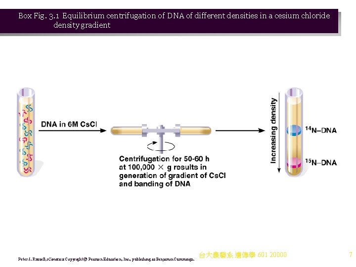 Box Fig. 3. 1 Equilibrium centrifugation of DNA of different densities in a cesium Box Fig. 3. 1 Equilibrium centrifugation of DNA of different densities in a cesium