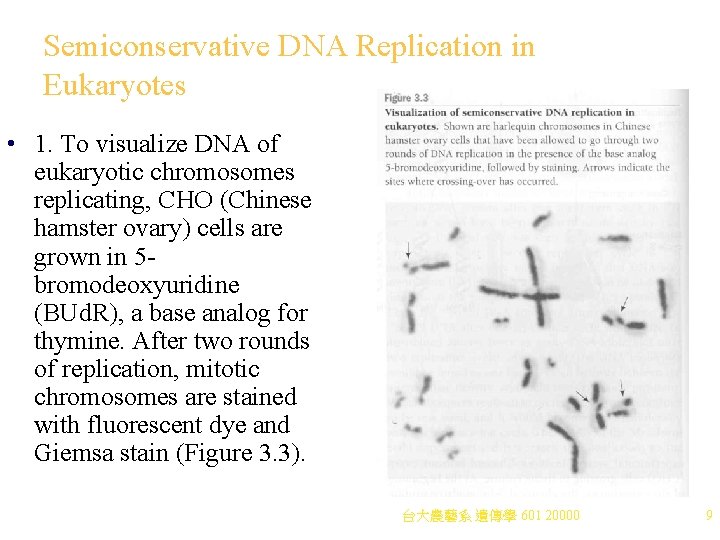 Semiconservative DNA Replication in Eukaryotes • 1. To visualize DNA of eukaryotic chromosomes replicating, Semiconservative DNA Replication in Eukaryotes • 1. To visualize DNA of eukaryotic chromosomes replicating,