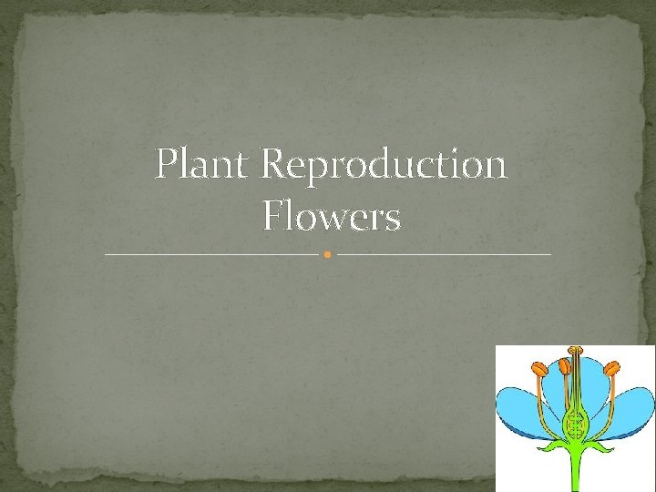 Plant Reproduction Flowers 
