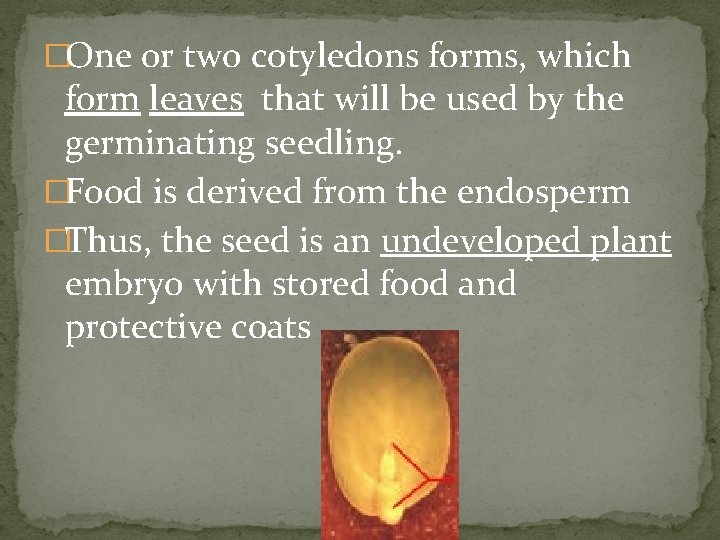 �One or two cotyledons forms, which form leaves that will be used by the