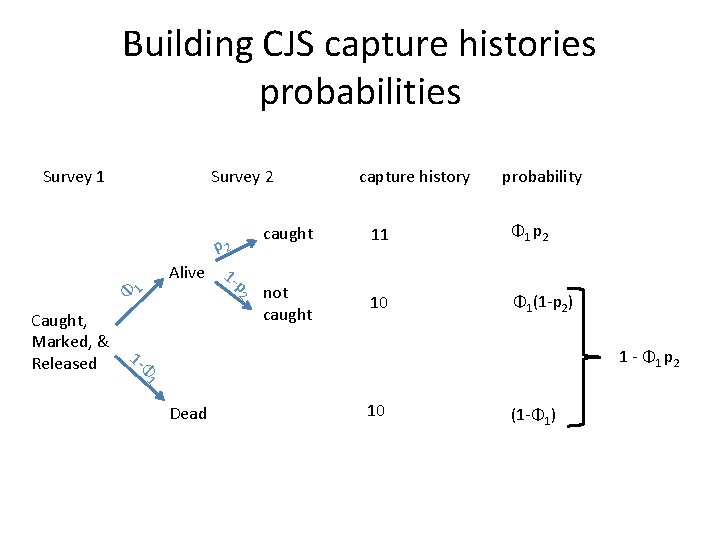 Building CJS capture histories probabilities Survey 1 Survey 2 p 2 Alive 1 -