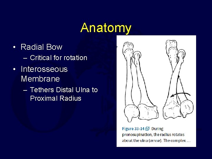 Anatomy • Radial Bow – Critical for rotation • Interosseous Membrane – Tethers Distal
