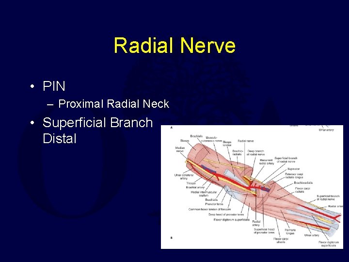 Radial Nerve • PIN – Proximal Radial Neck • Superficial Branch Distal 