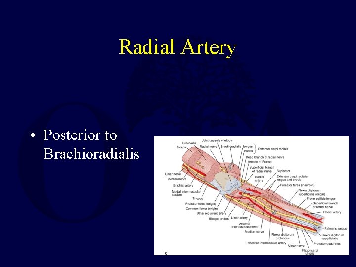 Radial Artery • Posterior to Brachioradialis 
