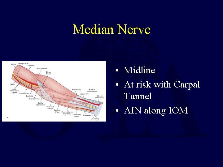 Median Nerve • Midline • At risk with Carpal Tunnel • AIN along IOM