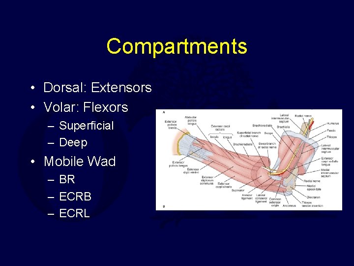 Compartments • Dorsal: Extensors • Volar: Flexors – Superficial – Deep • Mobile Wad