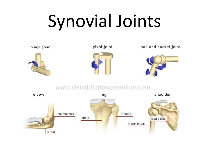 Synovial Joints 