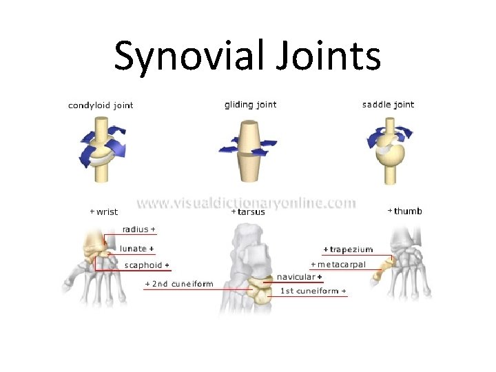 Synovial Joints 